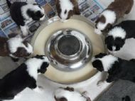 all puppies in a ring feeding